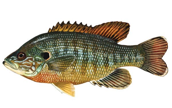 SCDNR - Fish - Species - Redear Sunfish