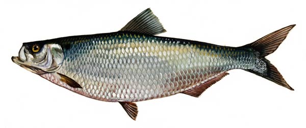 SCDNR - Fish - Species - Hickory shad