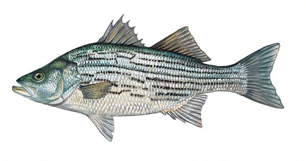 SCDNR - Fish - Species - Largemouth bass