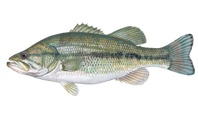 SCDNR - Fish - Species - Largemouth bass