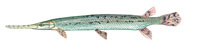 Longnose Gar- Click to enlarge photo