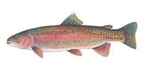 Rainbow Trout - Click to enlarge photo