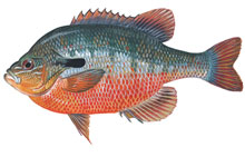 Redbreast Sunfish - Click to enlarge photo