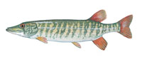 Redfin Pickerel - Click to enlarge photo