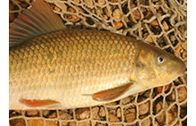 Redbreast Sunfish - Click to enlarge photo