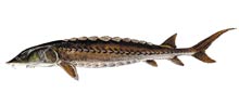 Shortnose sturgeon - Click to enlarge photo