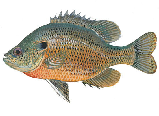 SCDNR - Fish - Species - Spotted Sunfish