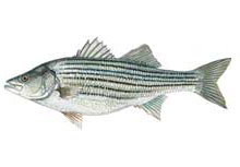 Striped bass - Click to enlarge photo