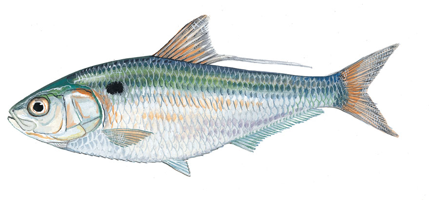 SCDNR - Fish - Species - Threadfin Shad
