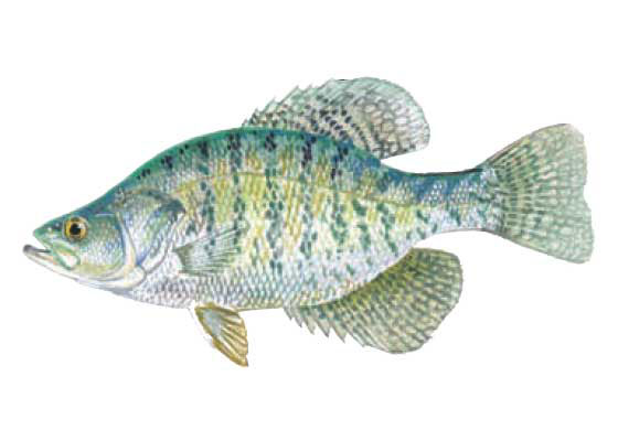 DNR: Fish & Wildlife: Crappie Fishing