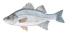 White perch - Click to enlarge photo