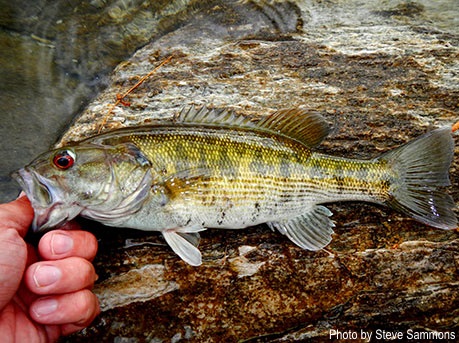 Redeye Bass photography by Steve Sammons