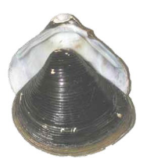 Asian Clam