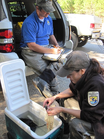 Gathering data on Carolina Heelsplitter populations for stocking