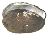 Eastern lampmussel -  Click to enlarge photo