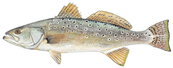 Spotted Seatrout