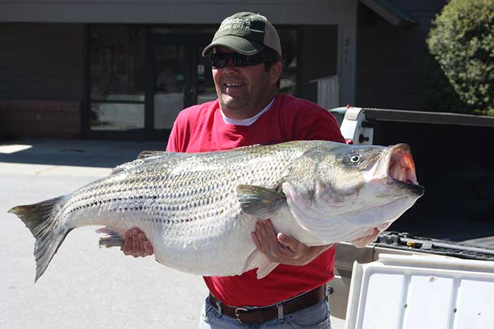 Record Striper 63 lbs 4 oz, Angler: Terry McConnell caught in Lake Hartwell