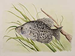 Black Crappie Artwork