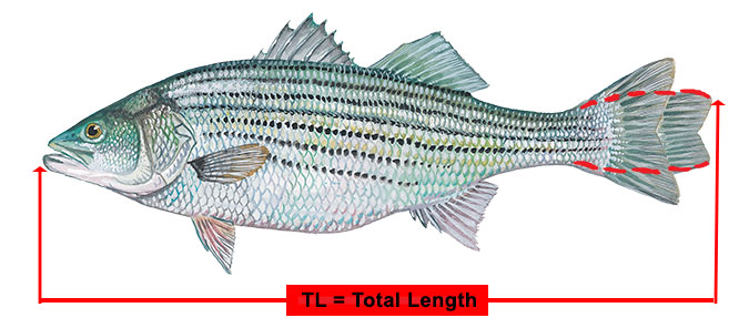 How to measure a fish Illustration, showing red boxed to indicate total length from tip of nose to tip of tail pinched to a point