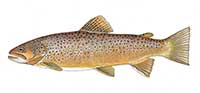 Brown trout