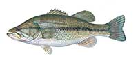 Largemouth bass