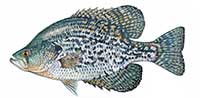 Black crappie