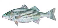 Striped bass