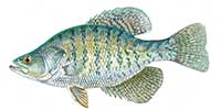 White crappie