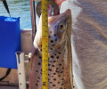 a brown trout