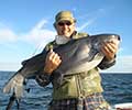 Blue catfish, 37 lbs, Angler: Bill Bristow caught in Lake Moultrie