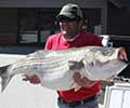 Record Striper 63 lbs 4 oz, Angler: Terry McConnell caught in Lake Hartwell