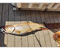 a Brown trout