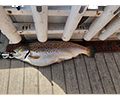 a Brown trout