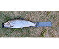 a Brown trout