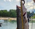 a Brown Trout