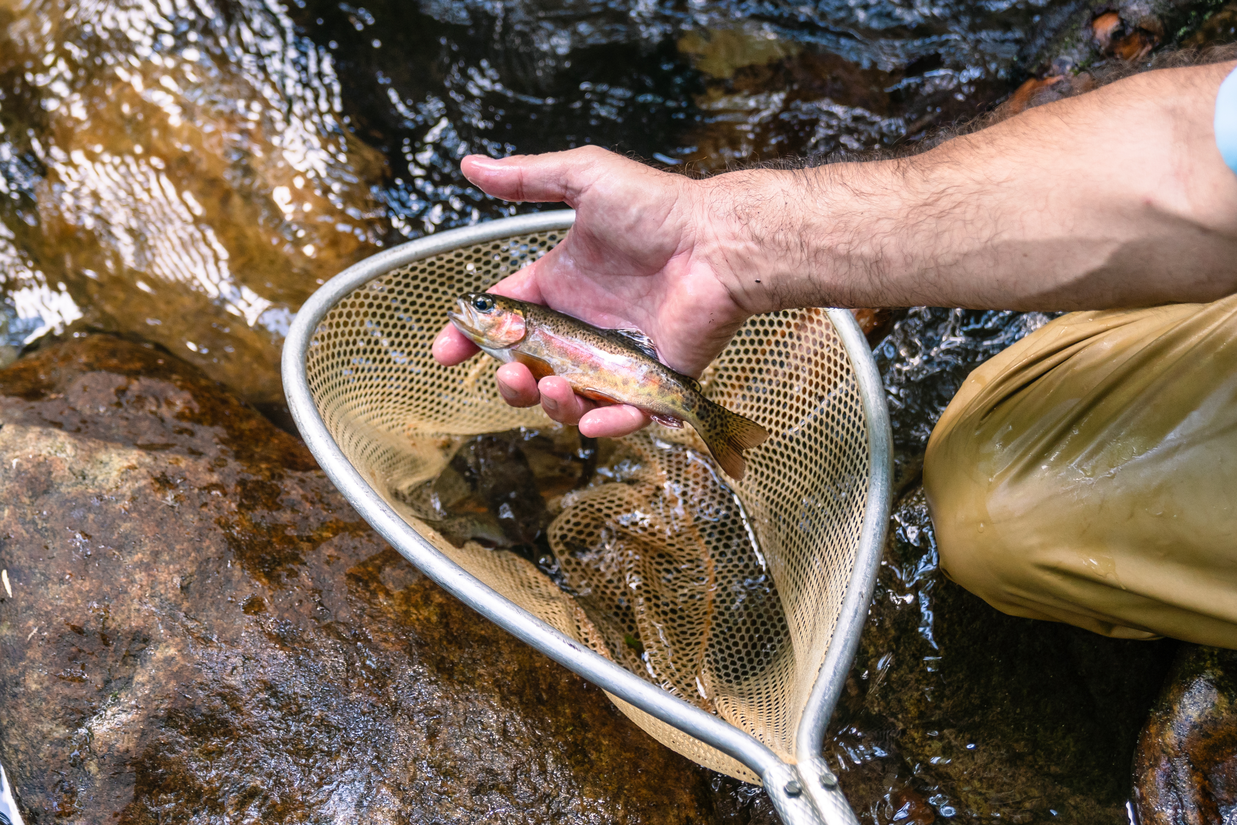 someone holing a fish above a handheld net with other fish in it