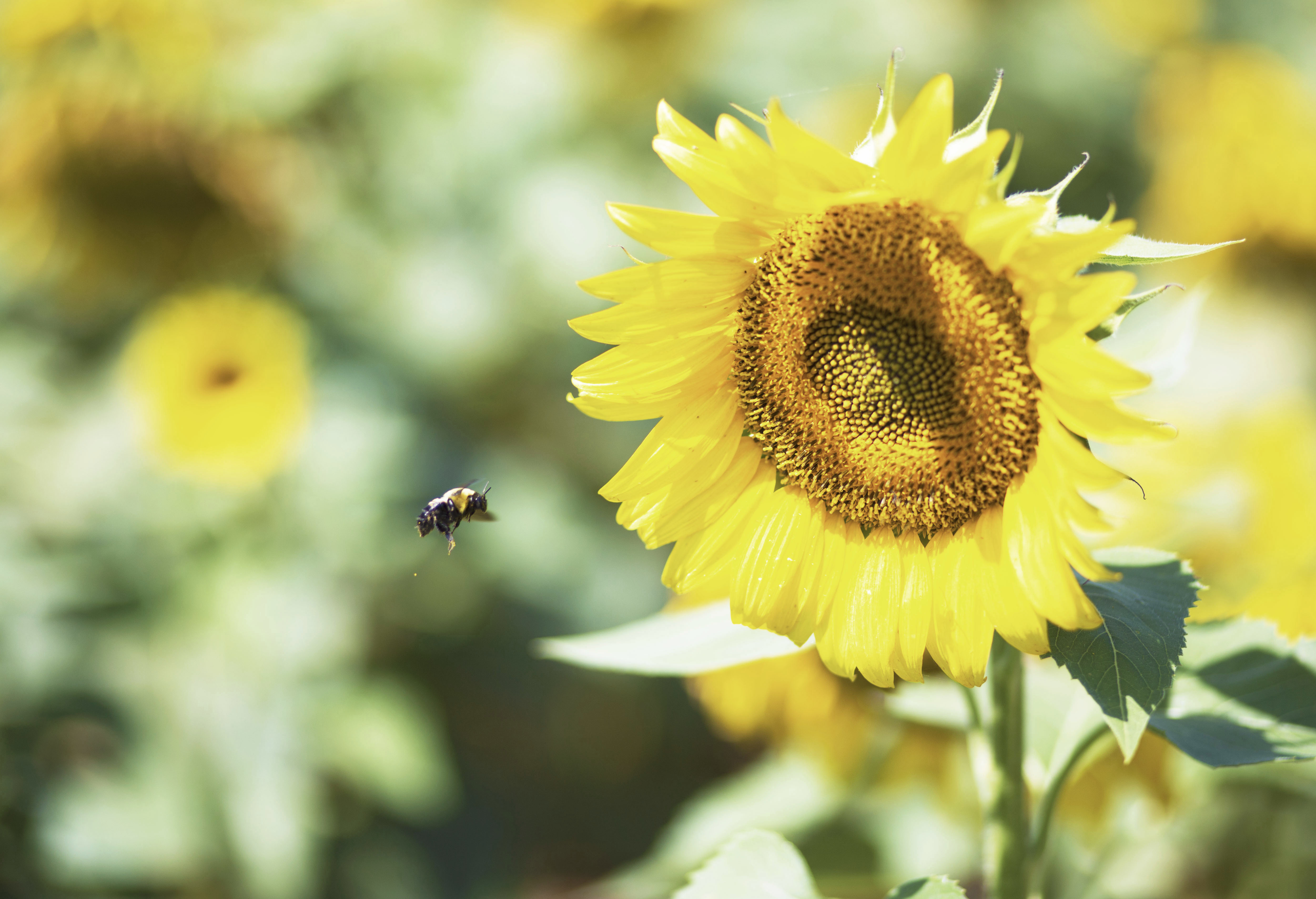 Hunted ducks laying on a boat