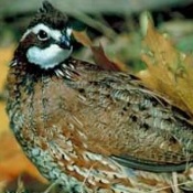 Quail