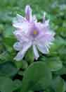 eichhornia crassipes - water hyacinth