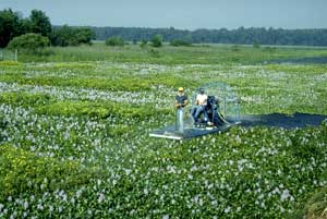 water hyacinth clogging reservoir