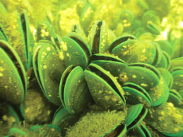 Asian green mussels, considered a nuisance even in their native range, were recently discovered in Charleston Harbor - Photograph  by SERTC