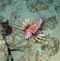 Divers have discovered the beautiful, but dangerous, invasive red lionfish off the South Carolina coast - Photograph by National Undersea Research Center-UNC Wilmington