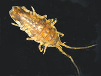 Isopod - Photograph  by SERTC
