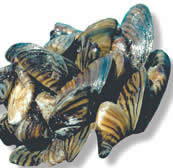 Zebra mussels - Photograph by NOAA