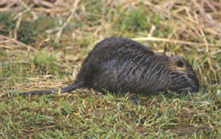 Nutria - Photograph by Ruth Elsey