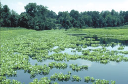 Dense mats of fast-growing water hyacinth choke out native species. DNR file photograph