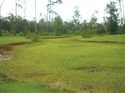 A pond overtaken by giant salvinia. DNR file photograph