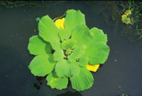 pistia stratiotes - water lettuce