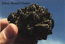 zebra mussel cluster
