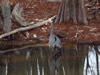 Photographs of Lake Marion